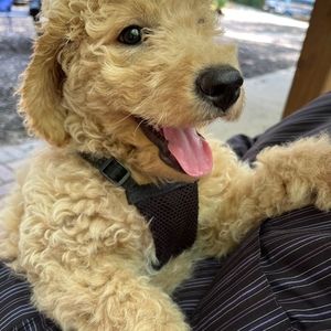 Meet your Posher, Jo